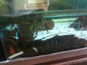 rsz_maine_lobsters