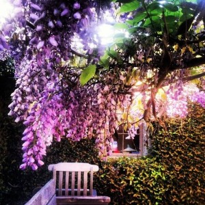 blooming tree by window