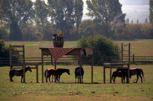 Horses under a shelter