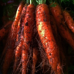 bunch of carrots