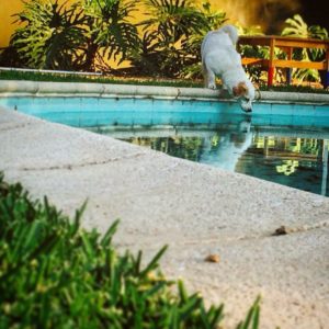 dog drinking water out of a pool