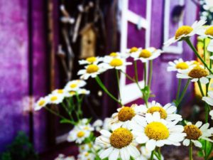 flowers in front of building