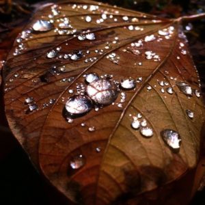 wet leaf