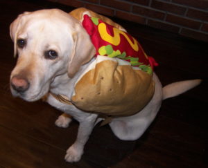 dog in a hot dog costume