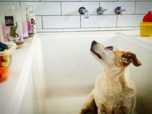 dog in a bathtub