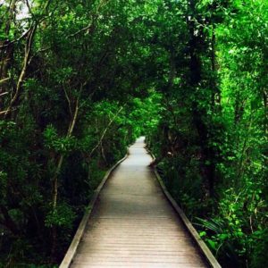 wooden walkway