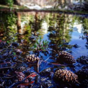 pine cones in water