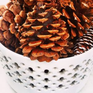 pinecones