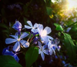 blue flower