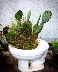 cactus in a toilet