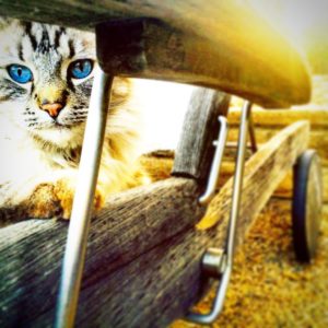 cat in a lounge chair