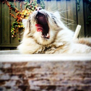 cat yawning