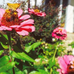 garden flowrs with bee & moth