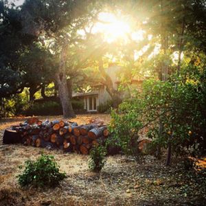 wood pile